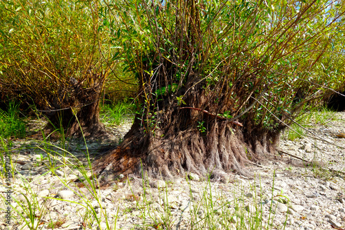 Willow growing on a dried lake bottom