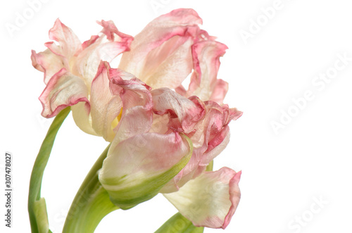 close up pink faded tulip isolated on white