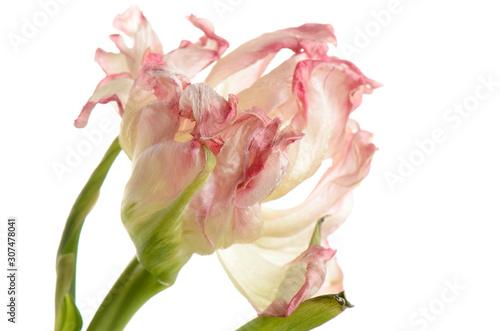 close up pink faded tulip isolated on white