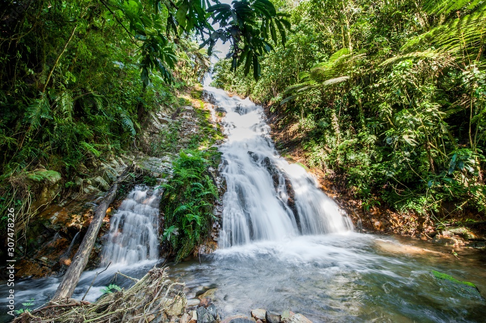 Naklejka premium Small waterfall in the dark forest. Waterfalls and vegetation inside the Bwindi Impenetrable Forest