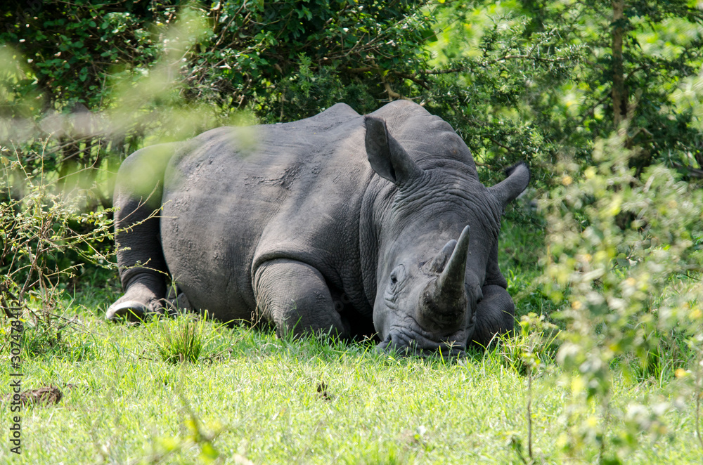 White Rhinoceros - Ziwa Reserve - Uganda White Rhinoceros - Ziwa Reserve - Uganda