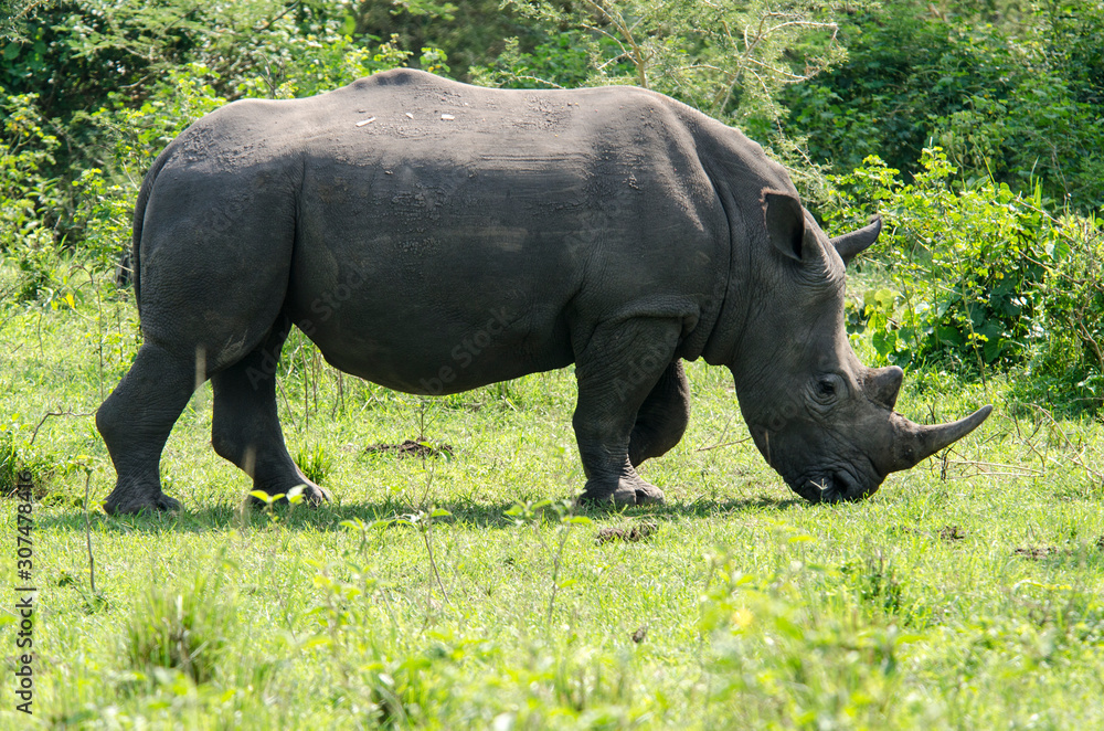 Obraz premium White Rhinoceros - Ziwa Reserve - Uganda