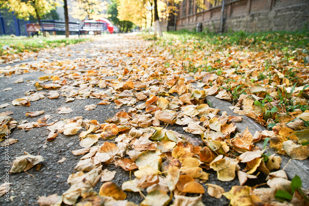 autumn, yellow autumn fallen leaves close-up, texture of yellow leaves autumn, yellow autumn fallen leaves close-up, texture of yellow leaves
