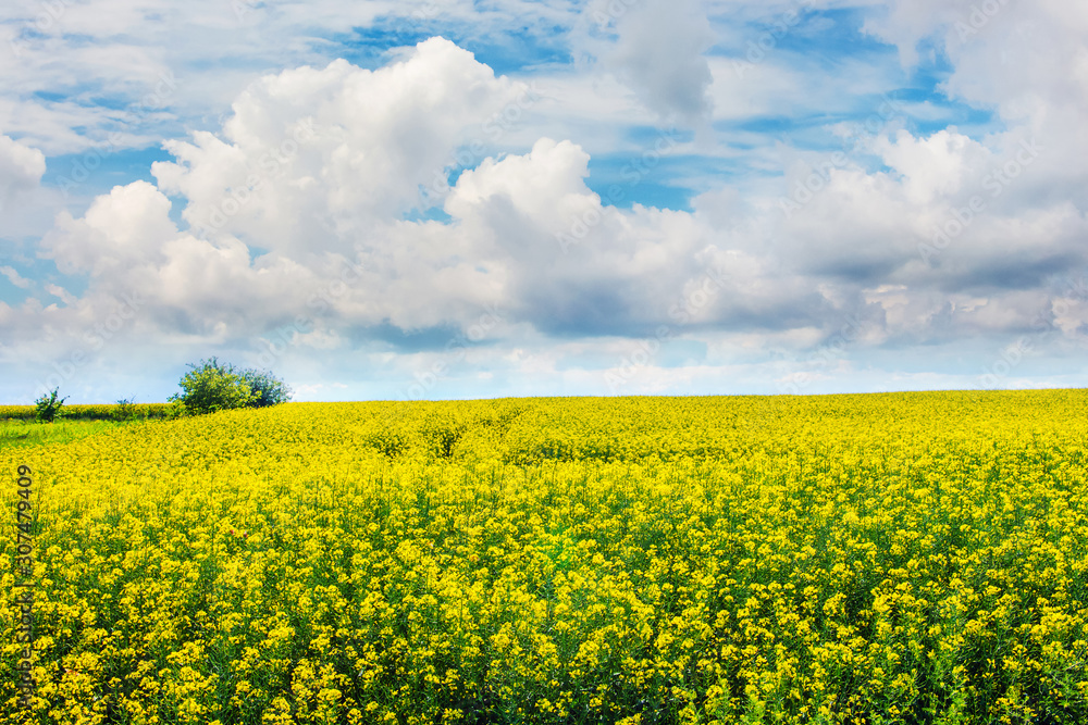 Sky with picturesque curly clouds over yellow rapeseed field_