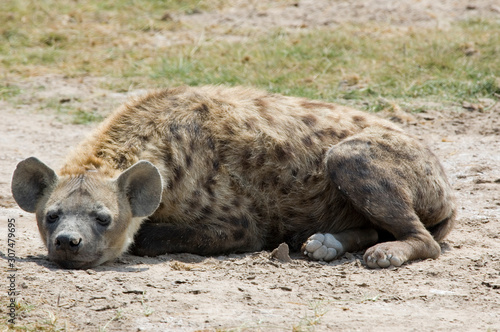 Hyena - Amboseli National Park - Kenya