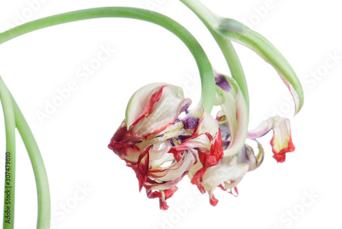 Canvas Print close up red faded tulip isolated on white