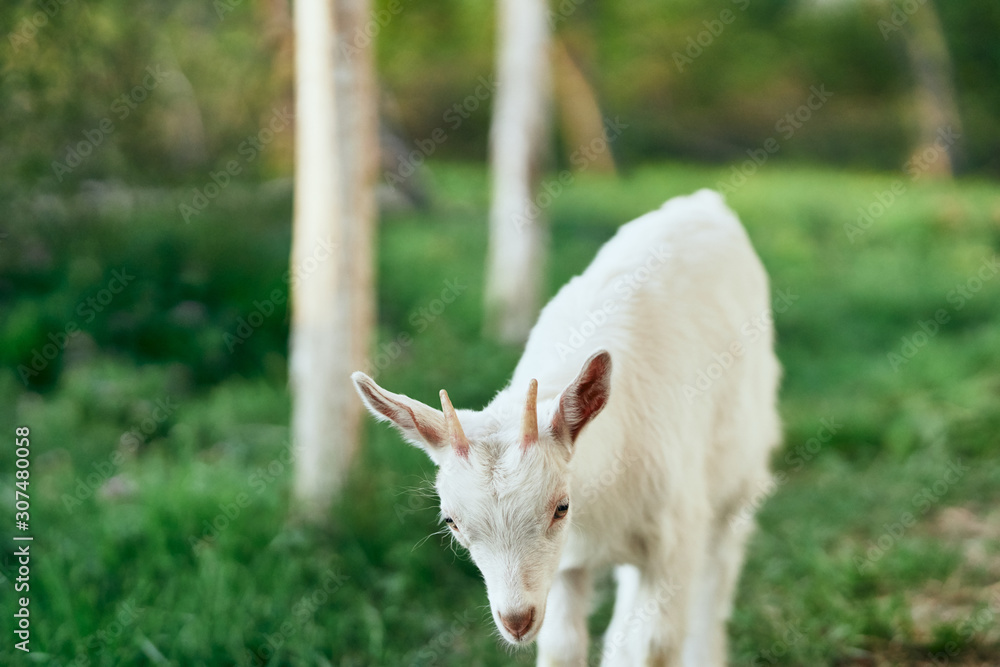 Obraz premium goat on a meadow