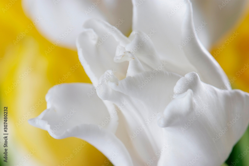close up whiteand yellow tulip isolated on white close up whiteand yellow tulip isolated on white