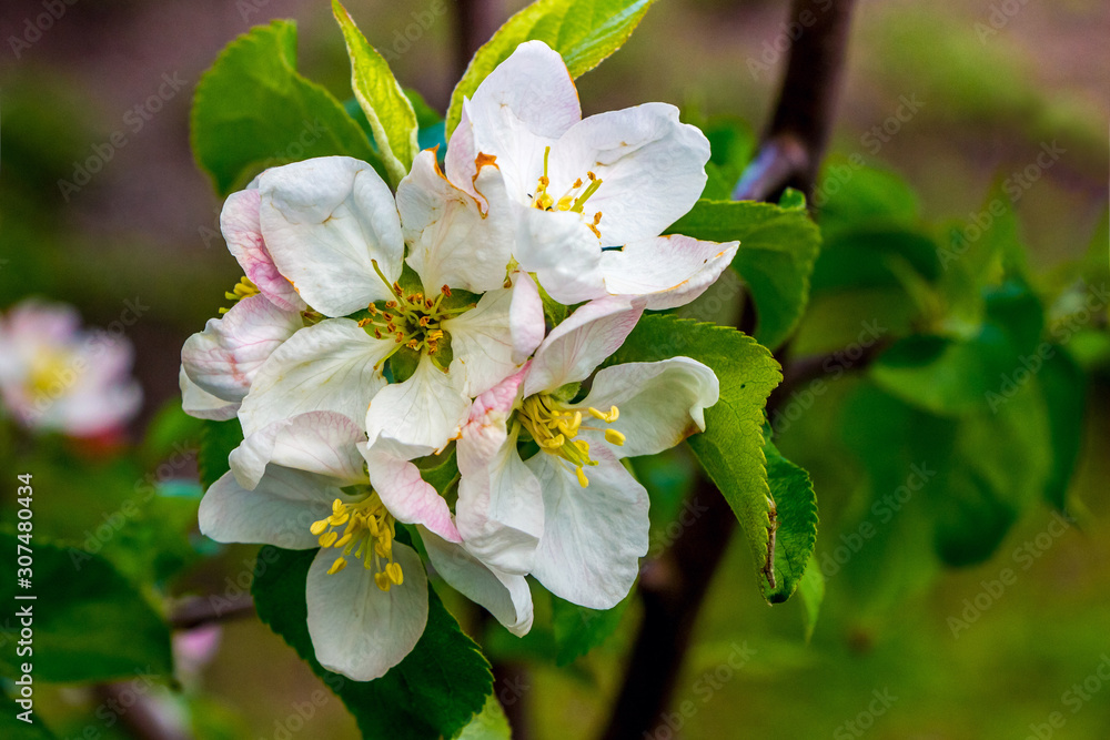 Obraz premium Branch of apple trees with white flowers and green leaves_