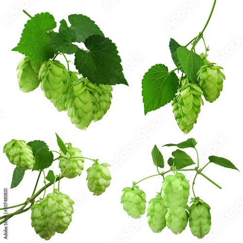 Green hop plants, isolated on white background. ripe green hop cones, beer brewing ingredient. Common Hop.