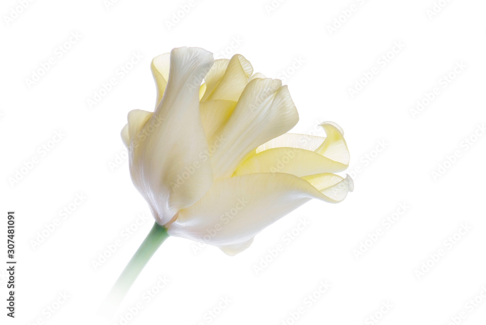 close up yellow tulip isolated on white close up yellow tulip isolated on white