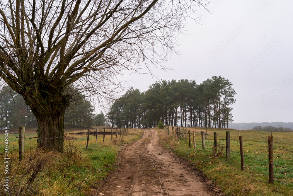 Nostalgiczny jesienny krajobraz z wierzbami, Podlaskie łąki, Jesień na Podlasiu, Polska
