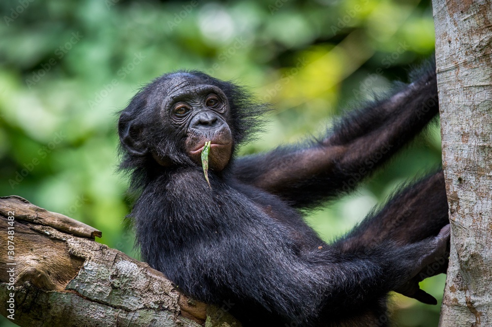 The close-up portrait of juvenile Bonobo ( Pan paniscus) on the tree in natural habitat. Green natural background. The close-up portrait of juvenile Bonobo ( Pan paniscus) on the tree in natural habitat. Green natural background.