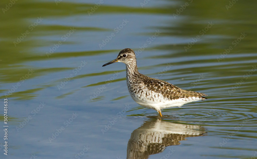 Wood sandpiper (Tringa glareola) on the pond Wood sandpiper (Tringa glareola) on the pond