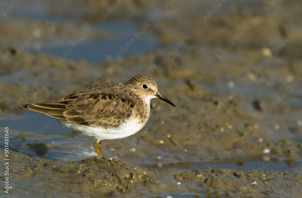 Temminck's stint (Calidris temminckii) on the dirty ground Temminck's stint (Calidris temminckii) on the dirty ground