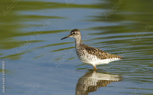 Wood sandpiper (Tringa glareola) on the pond