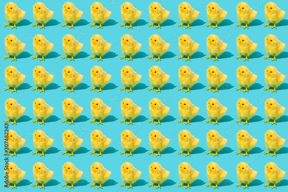 chicks chicks