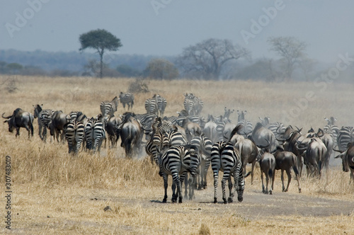 Zebras and Wildebeests - Tarangire National Park - Tanzania