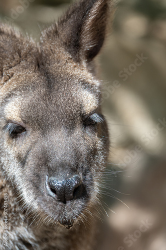 Close up images of a Kangaroo