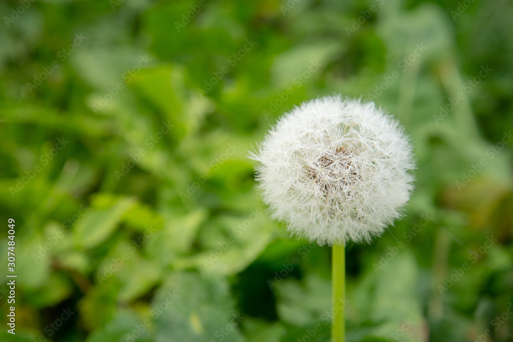 Dandelion after a fog moisturized on it during autumn foggy morning. Copy space for text. Dandelion after a fog moisturized on it during autumn foggy morning. Copy space for text.