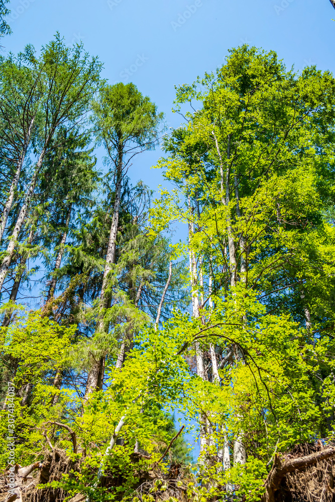 Fototapeta premium Background of green mountain trees