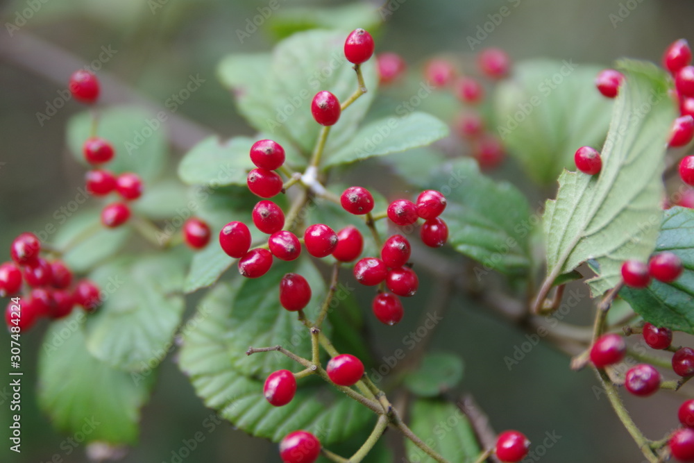 Fototapeta premium red berries of viburnum on a branch
