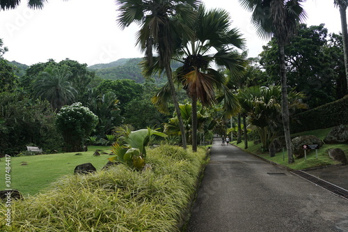 Botanischer garten in vicroria auf seycehllen photo