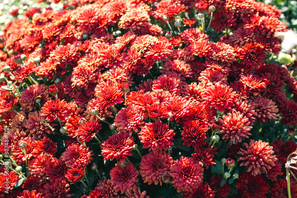 Chrysanthemum flower grows in the garden. Red Chrysanthemum close-up. Chrysanthemum flower grows in the garden. Red Chrysanthemum close-up.