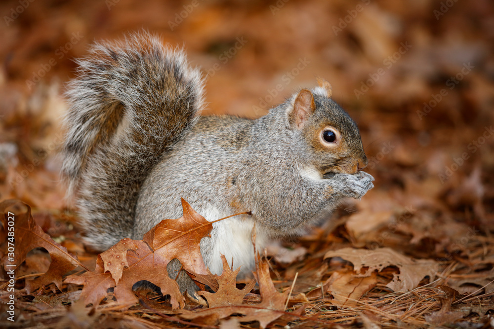 Grey Squirrel Grey Squirrel