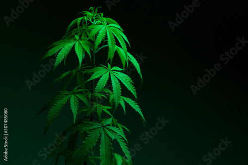 Close up of marijuana plant