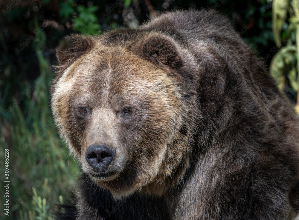 Close up images of a Grizzly Bear face and expression.