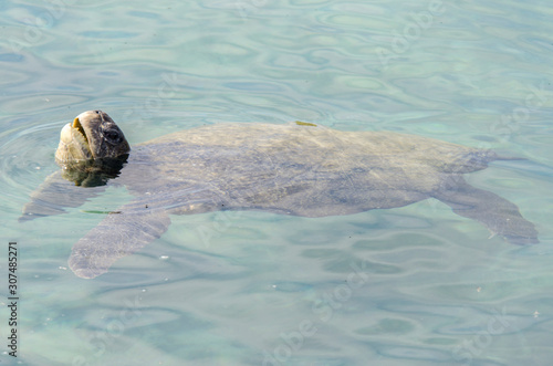 Sea Turtle - islet The Tintoreras - Galapagos Islands - Ecuador