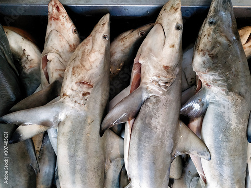 Dead small sharks sold at the market photo