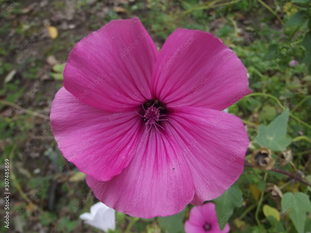 Purple flower Purple flower