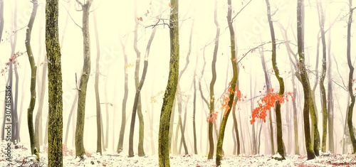 Forest covered with glaze ice,snow and rime during foggy conditions. Oak trees, red leafs,woodland, winter landscape. Can be used as christmas image. Panoramic image. Czech republic,Europe. .