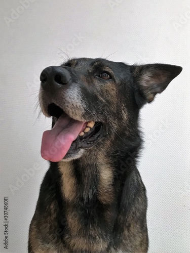 Fototapeta Naklejka Na Ścianę i Meble -  deutscher schäferhund