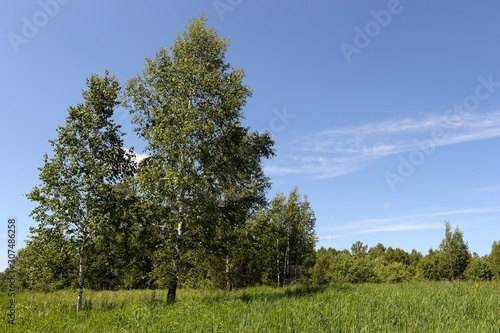 Summer landscape near lake Krasilovo in the Altai territory.Western Siberia. Russia
