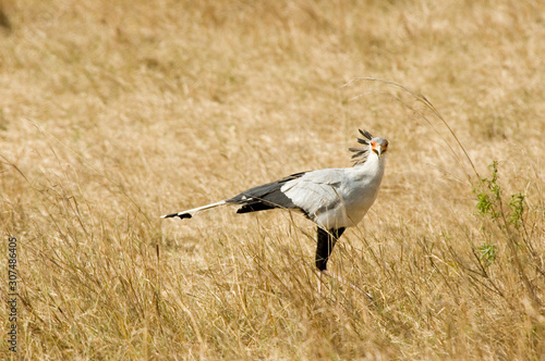 Bird Secretary - Masai Mara National Reserve - Kenya