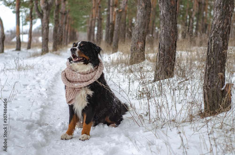 Bernese mountain dog head in scarf close-up with snow on nose