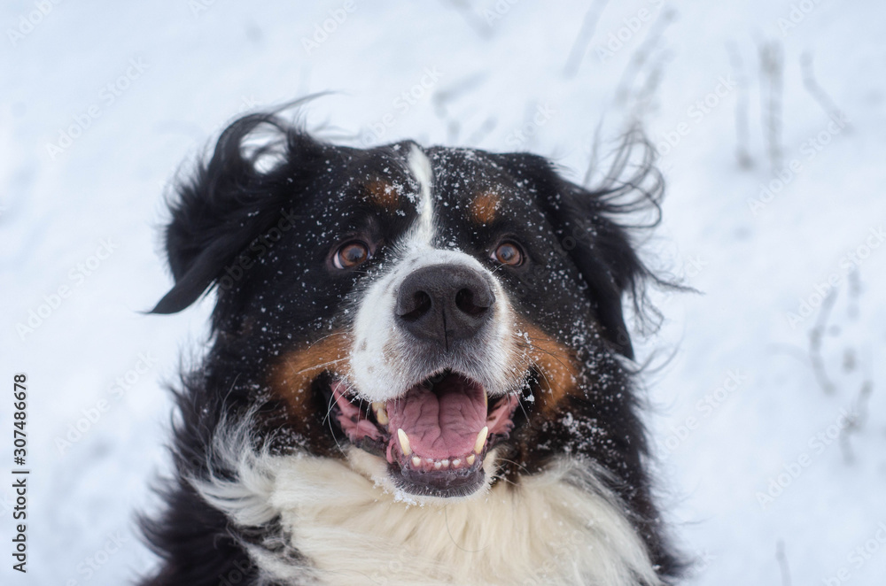 Bernese mountain dog head close-up with snow on nose Bernese mountain dog head close-up with snow on nose