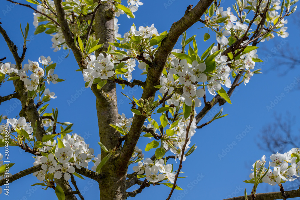Fototapeta premium Kirschblüte