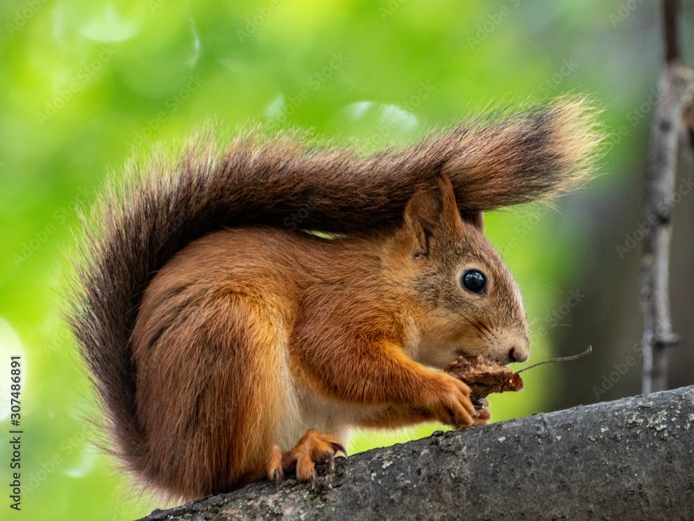 Red squirrel eating a nut on a tree in a park Red squirrel eating a nut on a tree in a park
