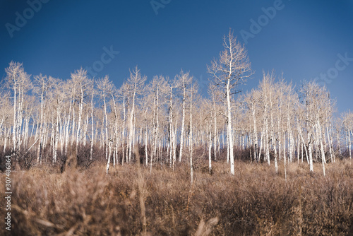 Aspen trees in the background of a field during late fall. 