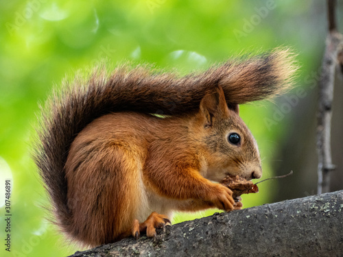 Red squirrel eating a nut on a tree in a park