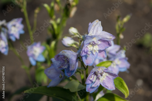 Lilac  purple Delphinium flower close-up.  The flower grows in the garden  looks like a bell.