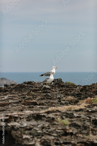 Portrait of seagulls photo