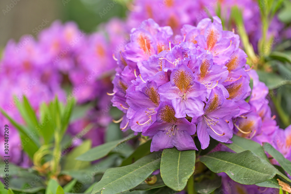 Pink purple flowers of a Rhododendron. Beautiful purple rhododendron flower in garden with magic bokeh. Pink purple flowers of a Rhododendron. Beautiful purple rhododendron flower in garden with magic bokeh.