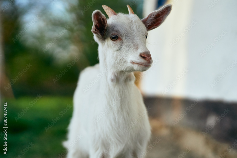 portrait of a goat portrait of a goat
