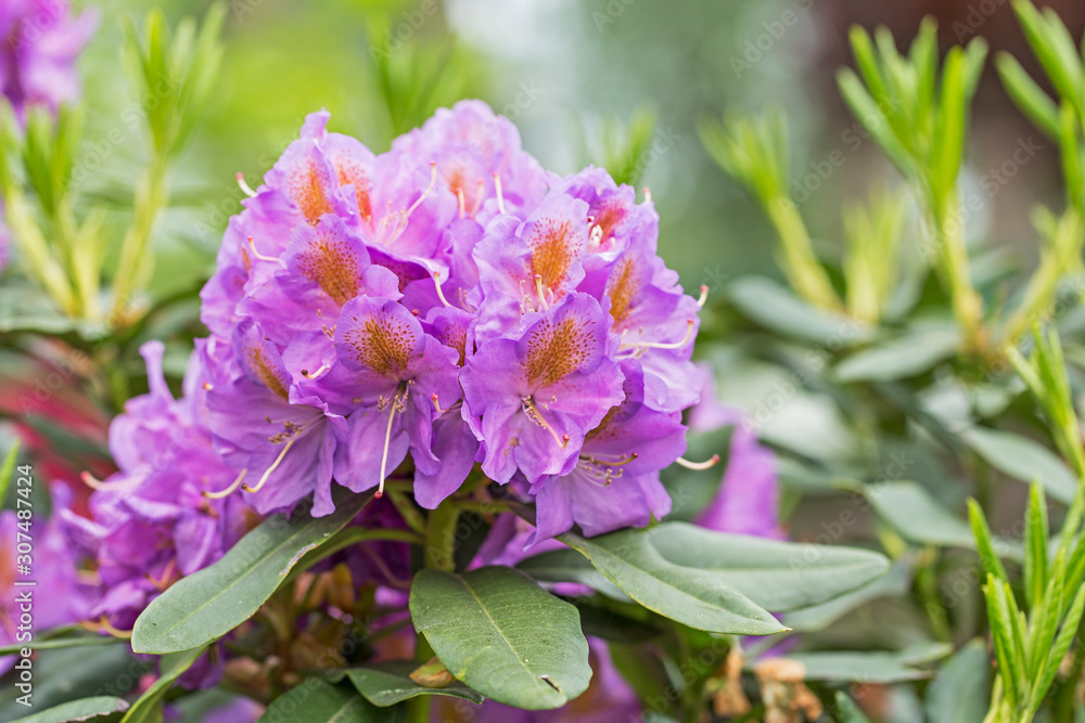 Fototapeta premium Pink purple flowers of a Rhododendron. Beautiful purple rhododendron flower in garden with magic bokeh.