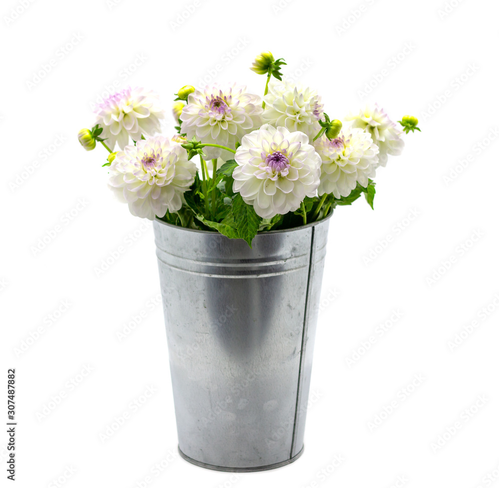 white dahlia in a vase on a dark background white dahlia in a vase on a dark background